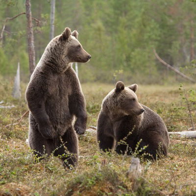 Ростик Бабин