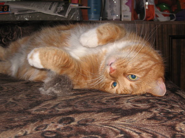 Дмитрий Поповский