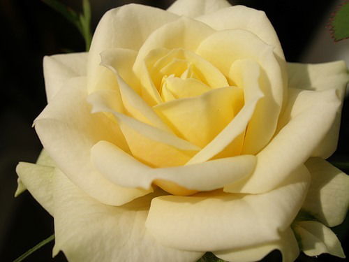 Елена Белова