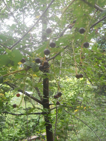 Ираида Мартынова