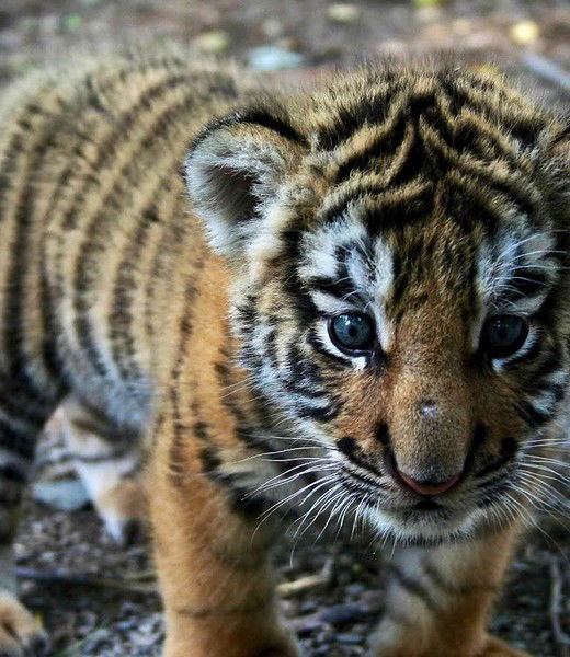 Дмитрий Барышников