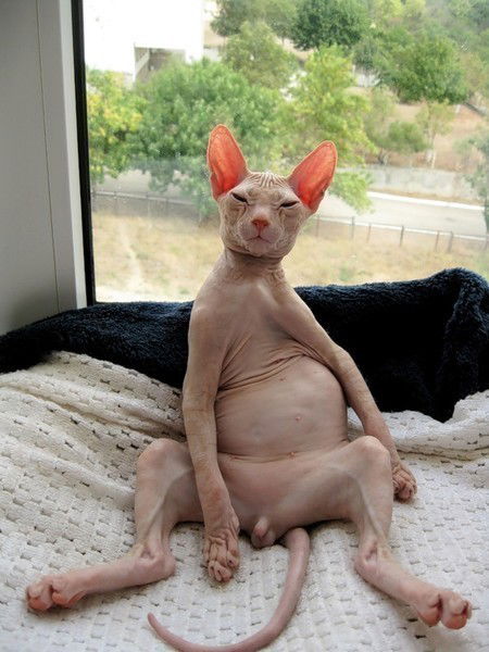 Ярангвельгви Йорингель.