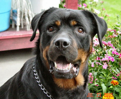 Ринат Картеменов