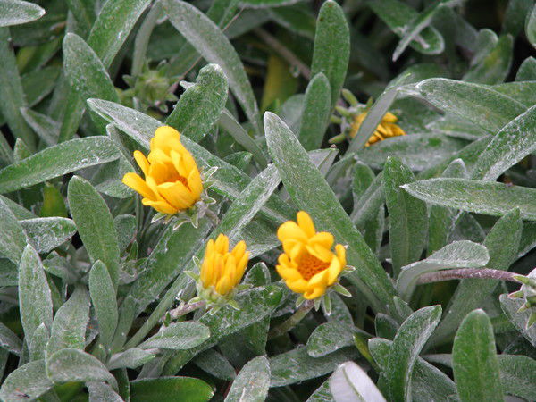 Сергей Васильев