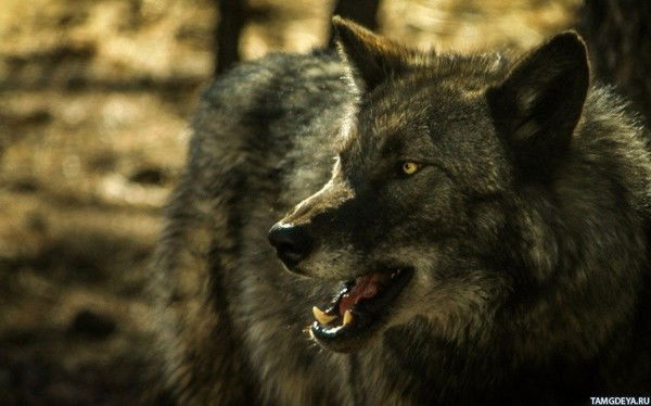 Юрий Латышев