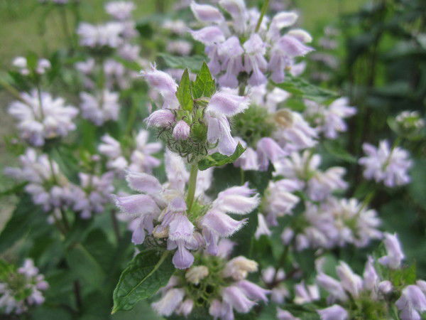 Шихова Светлана