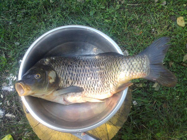 Кальяныч Буханкин