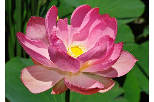 Анатолий Пикалов