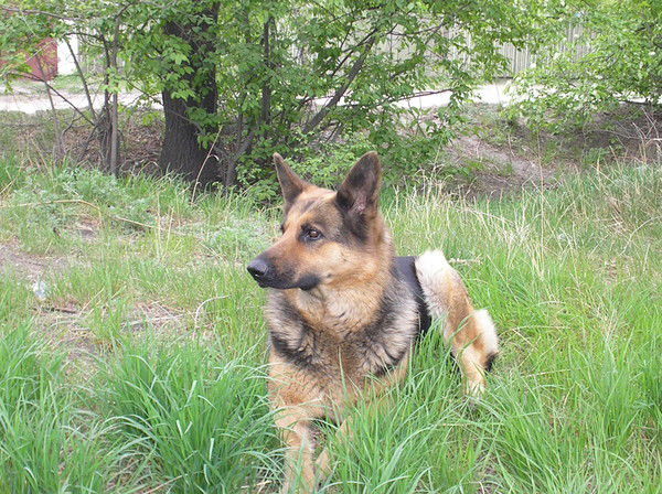 Алёнушка Новомлинцева