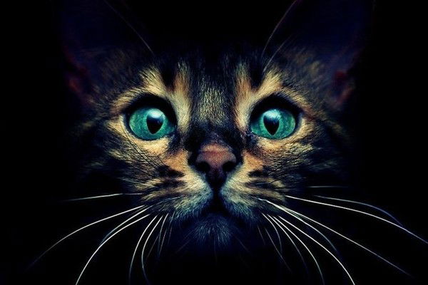 Лорина Аркадьевна