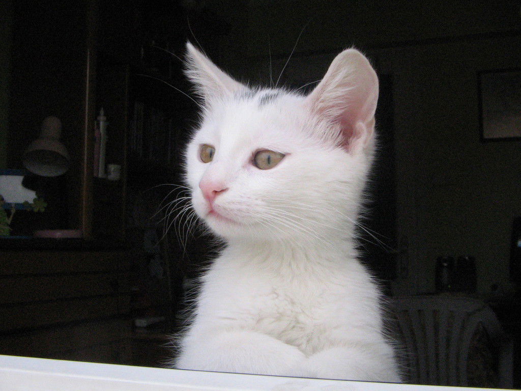 Белая И Пушистая