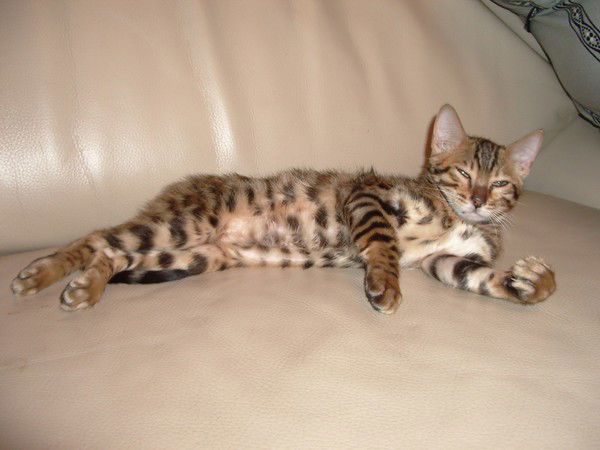 Елена Наумкина