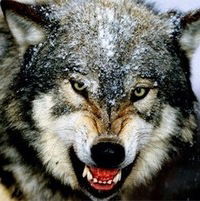 Кирилл Тишевецкий