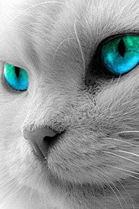 Даниил Ковальчук