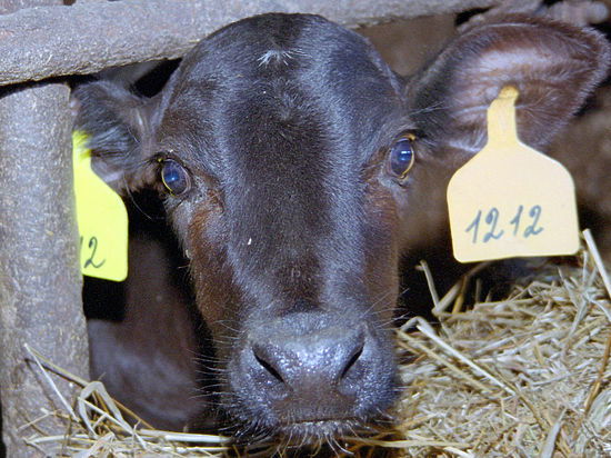 Сергей Проскурин