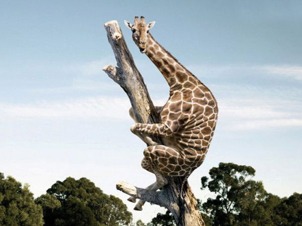 Альфия Насибуллина