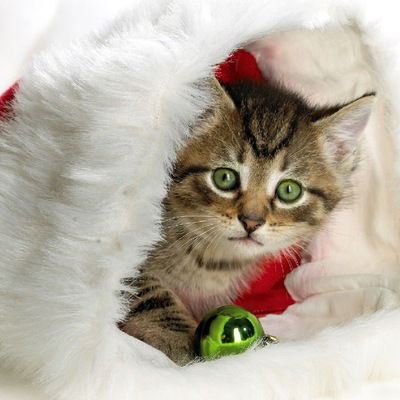 Анна Германовская