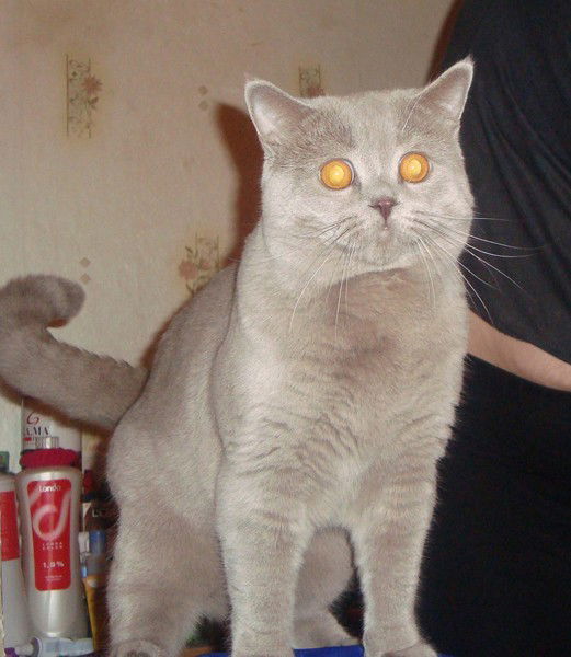 Inessa Korobeinikova