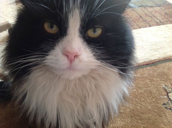 Владимир Ваулин