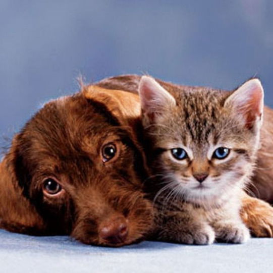 Доброе Сердце