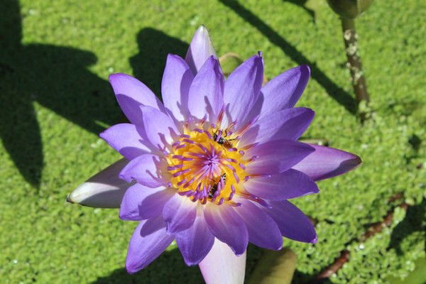 Иониа- Кемерово