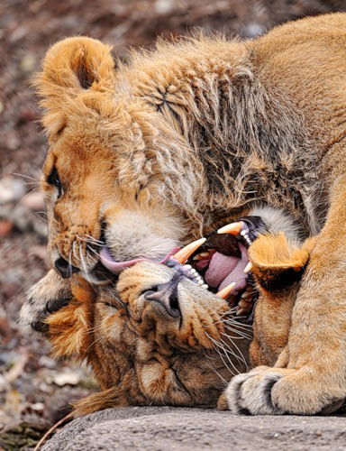 Леонид Леонид