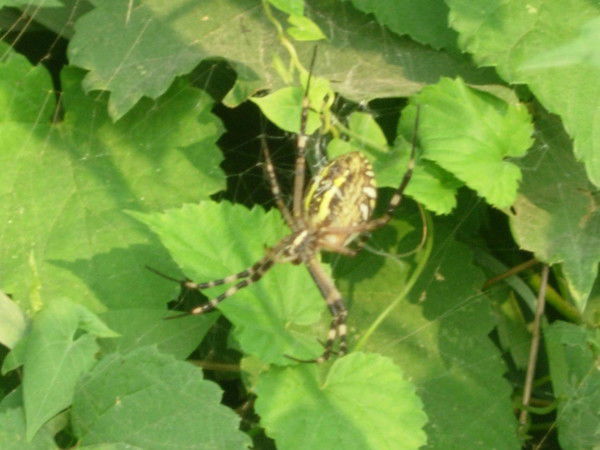 Вася Котлеткин