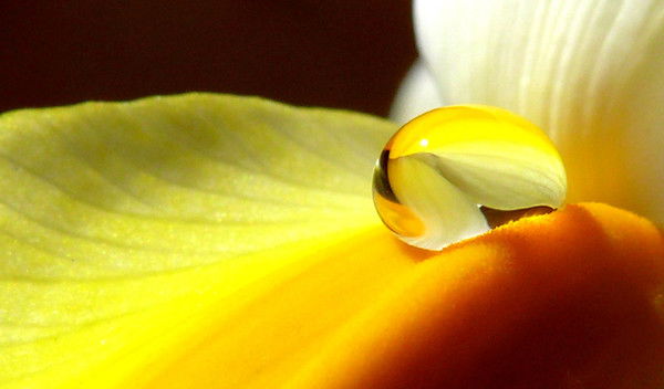 Елена After Forever