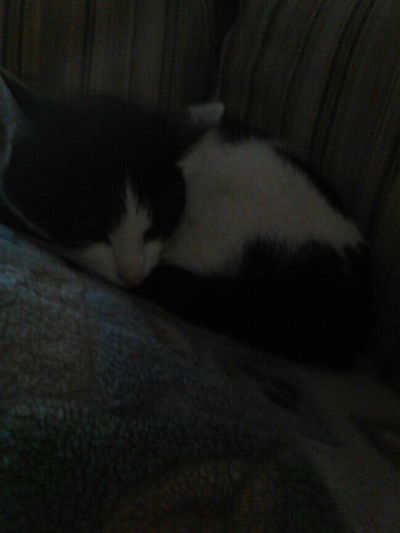 Дарья Чернышёва