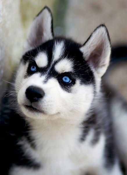 Игорь Винокуров