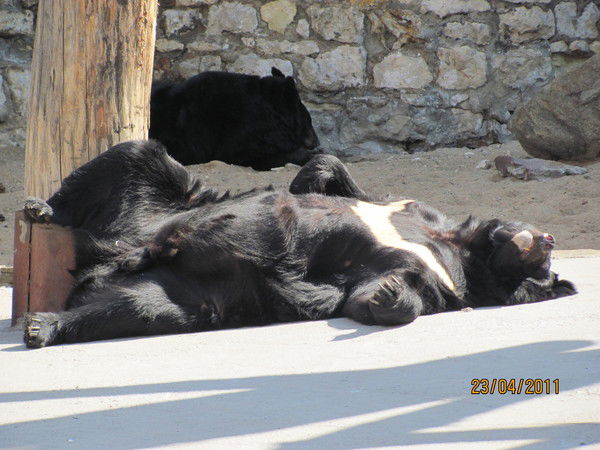 Чмерев Артем