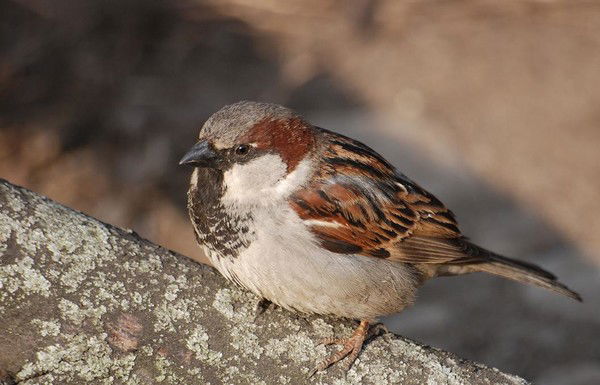 Воробьева Наталья