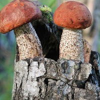 Людмила Мазниченко