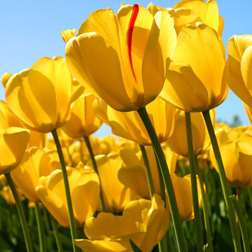 Айжан Гауриева