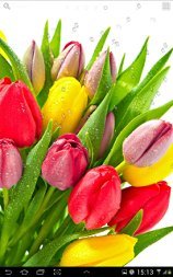 Света Есмаханова