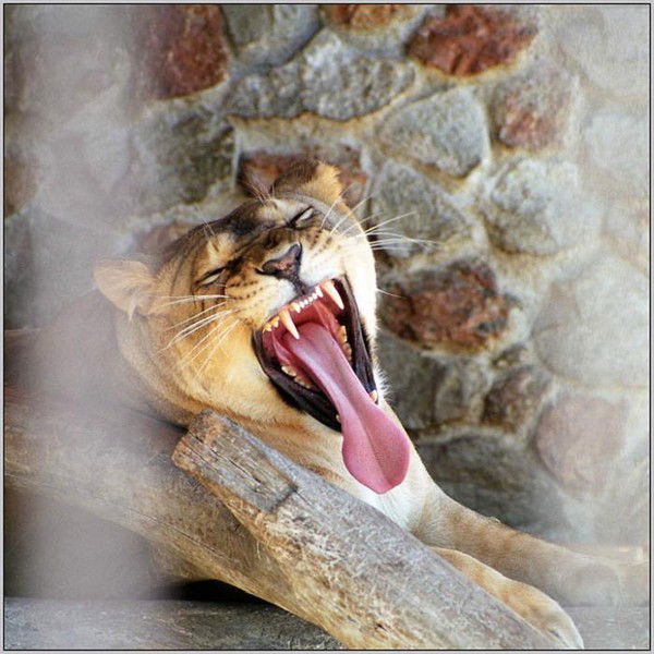 Ирина Долгополова