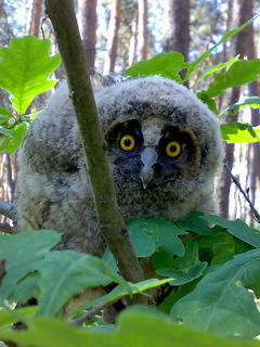 Александр Белявский