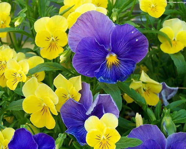 Валентина Блюменштейн(Палкина)