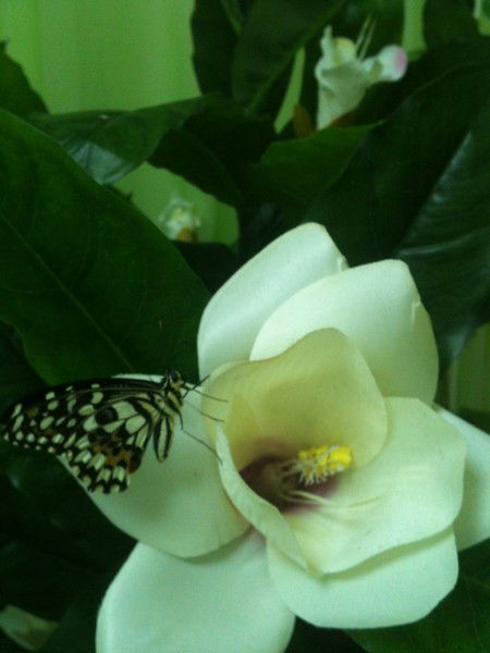 Ира Трескова