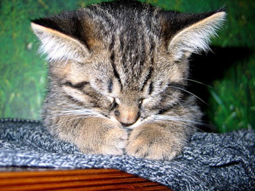 Елена Черноусова