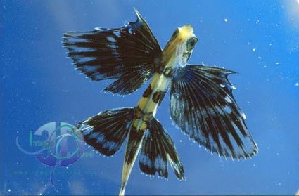 Ирина Третьяк