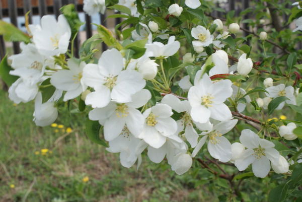 Елена Коновалова