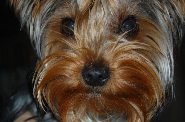 Леди Магбет