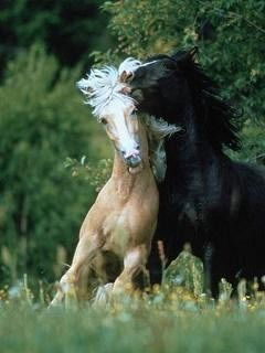 Tolon Xashimov Xashimov