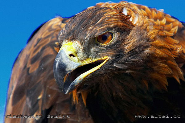 Батуся Мурсалов