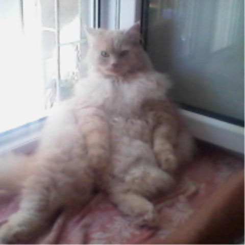 Лена Масляк