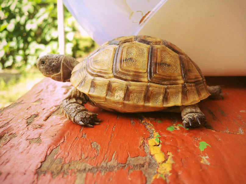 Настя Бибилашвили