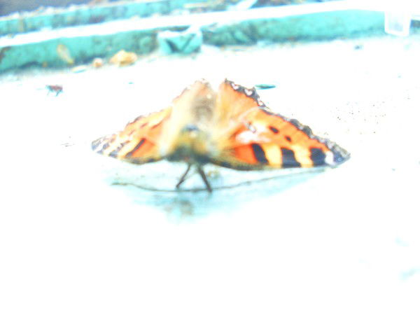 Саша Колдоркина