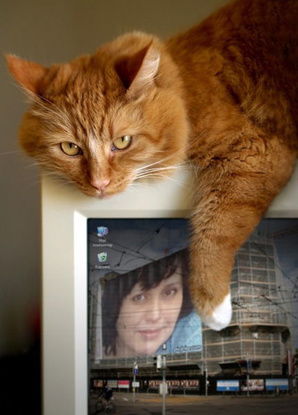 Елена Ширяева