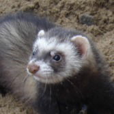 Екатерина Волкова